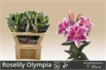 Лилия-Lilium-Or Du Rl Olympia-70cm 57203df0-b9fb-11ee-0a80-0094000e013b
