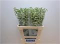 Дельфиниум-Delphinium-El Guard White-60cm 5736ae78-bfa4-11ec-0a80-0b4c0006da75