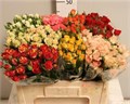 Роза куст-Rosa tr-Gem In Fust-50cm 573b037b-bfa5-11ec-0a80-0b4c0007d5bf