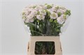 Скабиоза-Scabiosa-French Vanilla Bon Bon Sc-60cm 09bd6e37-99a8-11ed-0a80-0071003ad7b4