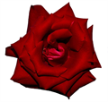 Роза куст-Rosa sp-Lady Killer-50cm-RS 5750bba3-762e-11ed-0a80-00c3002a2170