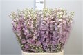 Дельфиниум-Delphinium-El Dewi Lady-95cm 5754efe7-bfa4-11ec-0a80-0b4c0006da97
