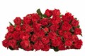 Роза куст-Rosa sp-Bella Linda Brick-50cm-/RS 575a1a2d-45a8-11ef-0a80-0bea0009ce37