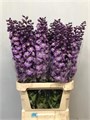 Дельфиниум-Delphinium-El Dew P Floyd-100cm 575c60ce-bfa4-11ec-0a80-0b4c0006daa0