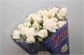 Роза куст-Rosa tr-Exclusive Sens-60cm 577cdf4b-bfa5-11ec-0a80-0b4c0007d60c