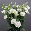 Лизиантус G-Lisianthus G-Alissa Pur Whi--70cm/ 5796010b-c5f5-11ec-0a80-03790018c49c