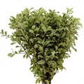 Питтоспорум-Pittosporum-Nigra-50см 57a1f8e2-1487-11f0-0a80-0473001351ce