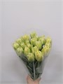 Тюльпан бело-зеленый (Краснодар) 57bb9a19-9706-11ed-0a80-012d00792fab