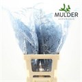 Аспарагус-Asparagus-Extra Veren L.Blue 65-GW 57c259d2-d125-11f0-0a80-19e90014744a