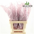 Аспарагус-Asparagus-Pink-65cm 57de5c38-fde6-11ec-0a80-01e1000cc6ad