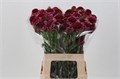 Скабиоза-Scabiosa-Marshmallow Improved Scoo-60cm 09c2d50f-99a8-11ed-0a80-0071003ad7b7