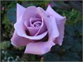 Роза-Rosa-Sterling-50cm-PE 58126f78-bfa9-11ec-0a80-0b4c000b90d7