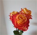 Роза-Rosa-Silantoi-50cm-NR 581a42c0-3ce1-11ee-0a80-06f200093abc