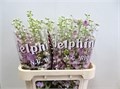 Дельфиниум-Delphinium-El Dewi Lady-80cm 588026e9-bfa4-11ec-0a80-0b4c0006dc06