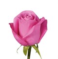 Роза-Rosa-Soul Mate-50cm-AG 5880c789-bfa9-11ec-0a80-0b4c000b9128