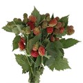 Рубус-Rubus-Fr Chester-40cm-CE 5883a8db-4aee-11f0-0a80-1afc0001f2ee