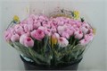 Ранункулус-Ranunculus-Cloni 1 Hanoi-40cm 58a09e29-6027-11ed-0a80-0eda001d5ed3