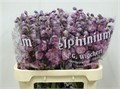 Дельфиниум-Delphinium-El Dewi S Hear-95cm 58a1138d-bfa4-11ec-0a80-0b4c0006dc33