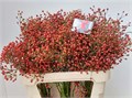 Шиповник-Rose-F Aut Splendor-80cm 58b7fba6-6027-11ed-0a80-0eda001d5ed6