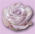 Роза-Rosa-Skygarden-50cm-AG 58ba24f5-bfa9-11ec-0a80-0b4c000b9188