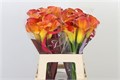 Калла-Zantedechia-Capt Trinity-55cm 58c2f839-6027-11ed-0a80-0eda001d5ed9