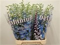 Дельфиниум-Delphinium-El Dewi Boy-95cm 58da7d0d-bfa4-11ec-0a80-0b4c0006dc79