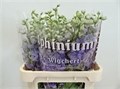 Дельфиниум-Delphinium-El Dew Impress-80cm 5904bc19-bfa4-11ec-0a80-0b4c0006dcad