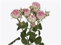Роза куст-Rosa sp-Misty Blossoms-60cm-Si 5905bacb-c973-11ed-0a80-0eec000f83a1
