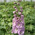 Дельфиниум-Delphinium-Astolat-70cm-IS 5912cce3-33f7-11ef-0a80-09c70001fd27
