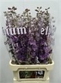 Дельфиниум-Delphinium-El Dew Mari Ro-95cm 59204a64-bfa4-11ec-0a80-0b4c0006dcd1