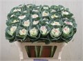Брассика-Brassica-Crane Bicolour-70cm 592c9063-666a-11ee-0a80-038d007aad93
