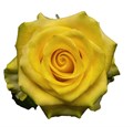 Роза-Rosa-Cancun-50cm-AG 09d6d523-8c85-11ef-0a80-076b0013c528