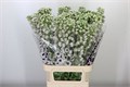 Дельфиниум-Delphinium-El Dew Spijker-95cm 592d179d-bfa4-11ec-0a80-0b4c0006dce3