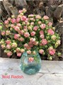 Роза куст-Rosa sp-Mini Must Wild Radish--60cm-RS 59346cba-8d13-11ed-0a80-091600e8a7e1