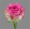 Роза-Rosa-Sweet Unique-50cm-QA 593ac20d-bfa9-11ec-0a80-0b4c000b9383
