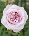 Роза-Rosa-Sweet 4 Love-50cm-CN 593c783f-1b30-11ee-0a80-044d00111937