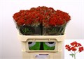 Ахилея-Achilea-M Discodip Red--70cm 593e1f33-e56c-11ef-0a80-11600011ce97