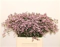 Лимониум-Limonium-Saf  Oshi Pink-80cm-50gr 594b3506-6027-11ed-0a80-0eda001d5edf