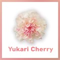 Гвоздика-Dianthus-Yukari Cherry-FC 5972b02b-3a6d-11ed-0a80-09ed000d863d