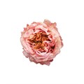 Роза-Rosa-Shimmer-50cm--MS 5974ddcc-bfa9-11ec-0a80-0b4c000b9424