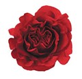 Садовая Роза-Garden Rosa-Wanted-50cm-Af 09d82af3-bfa7-11ec-0a80-0b4c00093c39