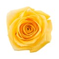 Роза-Rosa-Super Sun-50cm-IS 59987f4a-cc55-11ec-0a80-0cd200692ede