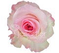 Роза-Rosa-Mandala-50cm-PE 599dedd5-e265-11ec-0a80-0cea000cdb3d