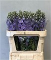 Дельфиниум-Delphinium-Lilac Concerto--80cm 59a3a944-e1ad-11ec-0a80-0b22002536f5