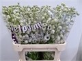Дельфиниум-Delphinium-El Dew Spijker--80cm 09d946c2-117c-11ed-0a80-0503002e9789