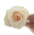 Роза-Rosa-Sugar-50cm-AG 59bfc2b5-bfa9-11ec-0a80-0b4c000b94e5
