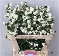 Снежноягодник-Symphoricarpos-Mag Avalanche-/70cm 59f30f80-4a69-11ee-0a80-062c0022e368