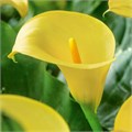 Калла-Zantedechia-Alice Springs-55cm 5a066b7c-666a-11ee-0a80-038d007aada8