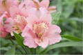 Альстромерия-Alstroemeria-Primadonna-70cm-PA 5a492b33-91de-11ef-0a80-04d8001b027d