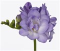 Фрезия-Freesia-Du Blue Sensation-54cm-27gr 5a497325-666a-11ee-0a80-038d007aadb1